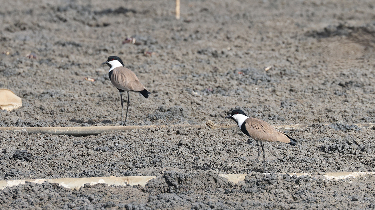 Spurwinged Plover